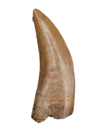 Nanotyrannus Tooth,  Hell Creek Formation