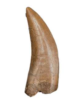 Nanotyrannus Tooth,  Hell Creek Formation