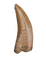 Nanotyrannus Tooth,  Hell Creek Formation