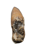 Nanotyrannus Tooth,  Hell Creek Formation