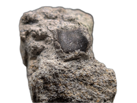 Dinosaur Vertebrae, Morrison Formation
