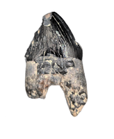 Archaic Whale Tooth (Agorophius?), 29-30 Million Years Old