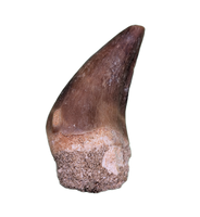 Pluridens Tooth, Morocco (Mosasaur)