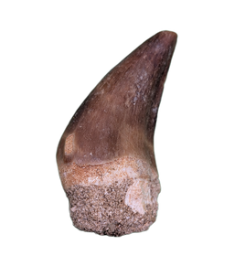 Pluridens Tooth, Morocco (Mosasaur)