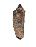 Rooted Leptoceratops Tooth