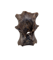 Mammal? Vertebra, Judith River Formation