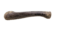 Dromaeosaur (?) Metacarpal, Hell Creek Formation