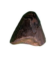 Tyrannosaur Tooth, Judith River Formation
