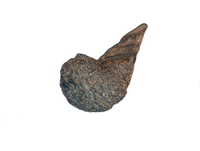 Large Spicomellus (Ankylosaur) Spike, El Mers Formation