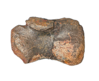Allosaurus Tail Vertebra, Morrison Formation