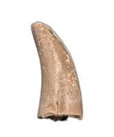 Theropod Tooth from the Mid Jurassic, Madagascar