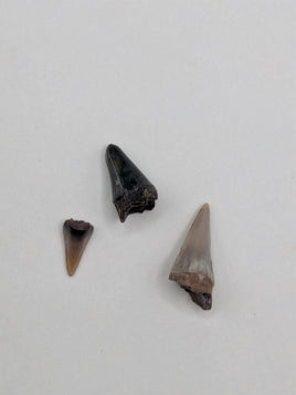 Fish Teeth from the Upper Aguja Formation
