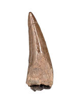 Richardoestesia Tooth from the Hell Creek Formation