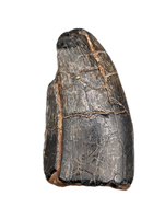 Neovenator Tooth, England, Early Cretaceous