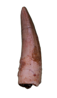 Spinosaurus Tooth