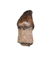 Thescelosaurus Pre Max Tooth from the Hell Creek Formation