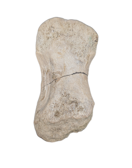 Large Spicomellus (Ankylosaur) Metacarpal?, El Mers Formation