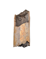 Tyrannosaurus Rex Bone Section