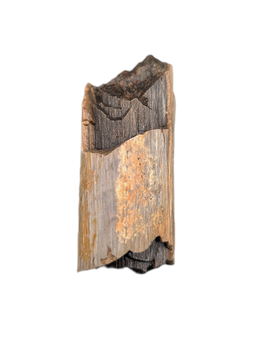 Tyrannosaurus Rex Bone Section