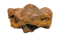 Spinosaurus Tail Vertebra