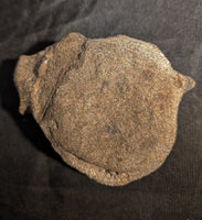 Stegosaurus Vertebrae, Morrison Formation