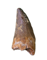 Mosasaurus Tooth