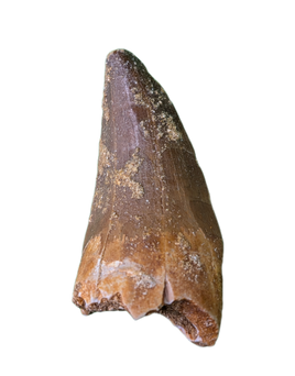 Mosasaurus Tooth