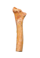 Theropod Femur, Kem Kem