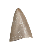 Postosuchus? (Rauisuchid) Tooth, Chinle Formation