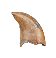 Raptor Tooth from the Hell Creek Formation