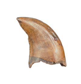 Raptor Tooth from the Hell Creek Formation