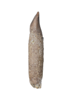 Rooted Lapparentosaurus/Archaeodontosaurus Tooth from the Mid Jurassic, Madagascar