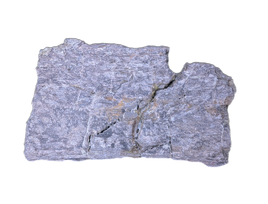 Sauropod Rib Section, Morrison Formation