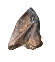 Large Unworn Triceratops Tooth