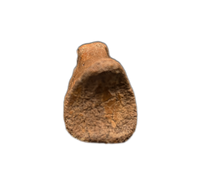 Struthiominus Toe Bone, Hell Creek