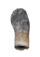 Rooted Archaeodontosaurus Tooth from the Mid Jurassic, Madagascar