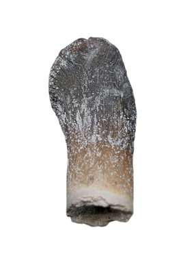 Rooted Archaeodontosaurus Tooth from the Mid Jurassic, Madagascar