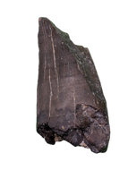 Tyrannosaur Tooth, Two Medicine Formation
