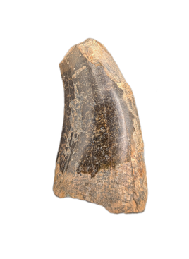 Carcharodontosaurinae Tooth, Elrhaz Formation
