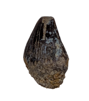 Thescelosaurus Pre Max Tooth from the Hell Creek Formation