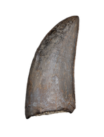 Tyrannosaur Tooth with Split Carinae, Judith River Formation