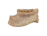 Eumys (Mouse Ancestor) Mammal Jaw Section with Teeth
