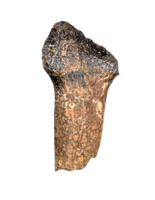 Pachycephalosaurus Rooted Tooth