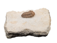 Kainops Trilobite, Oklahoma