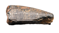 Neovenator Tooth, England, Early Cretaceous