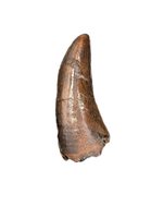 Nanotyrannus Tooth