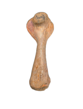 Turtle Femur, Kem Kem