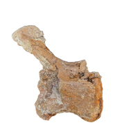 Edmontosaurus Tail Vertebra