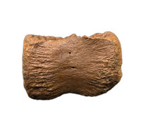 Pachycephalosaurus Vertebra