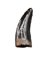 Nanotyrannus Tooth